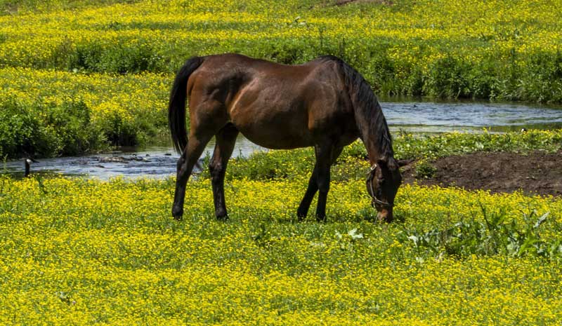 Are Buttercups Poisonous To Horses?